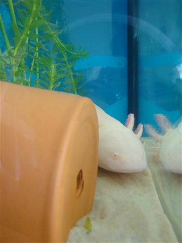Peeking