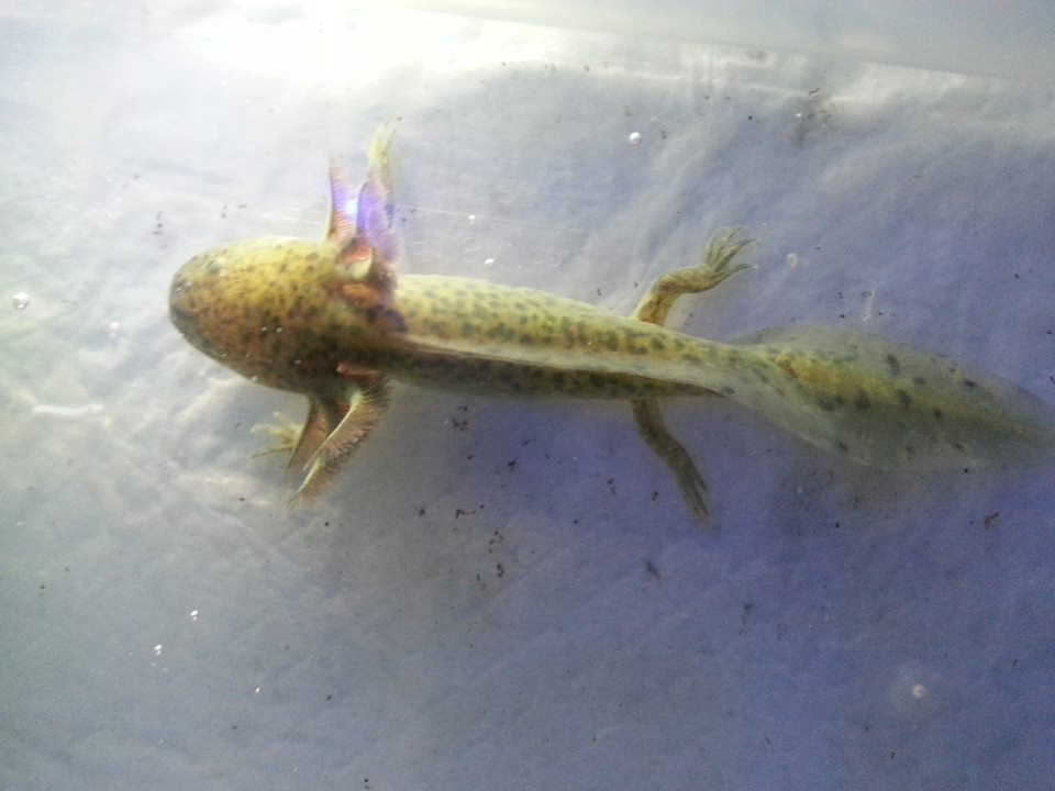 peggy a gfp wild