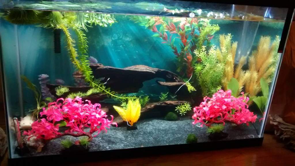 Peggy's tank (note uprooted plant)