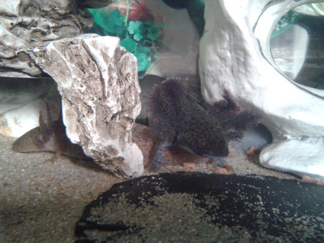Pellets ahoy