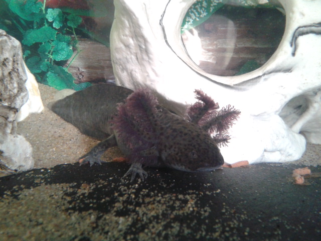 Pellets all mine, nom.