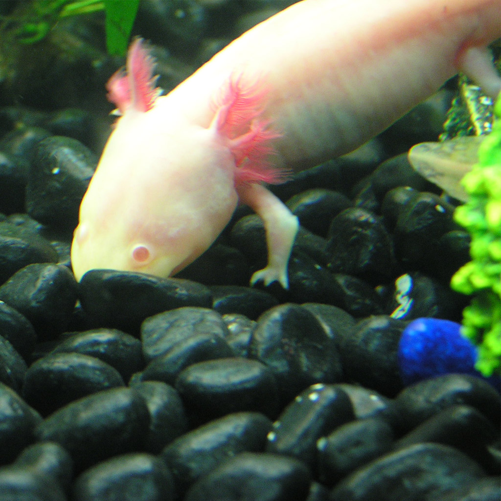 Peony "where'd it go?!"