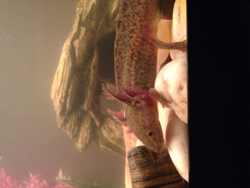 Pepper