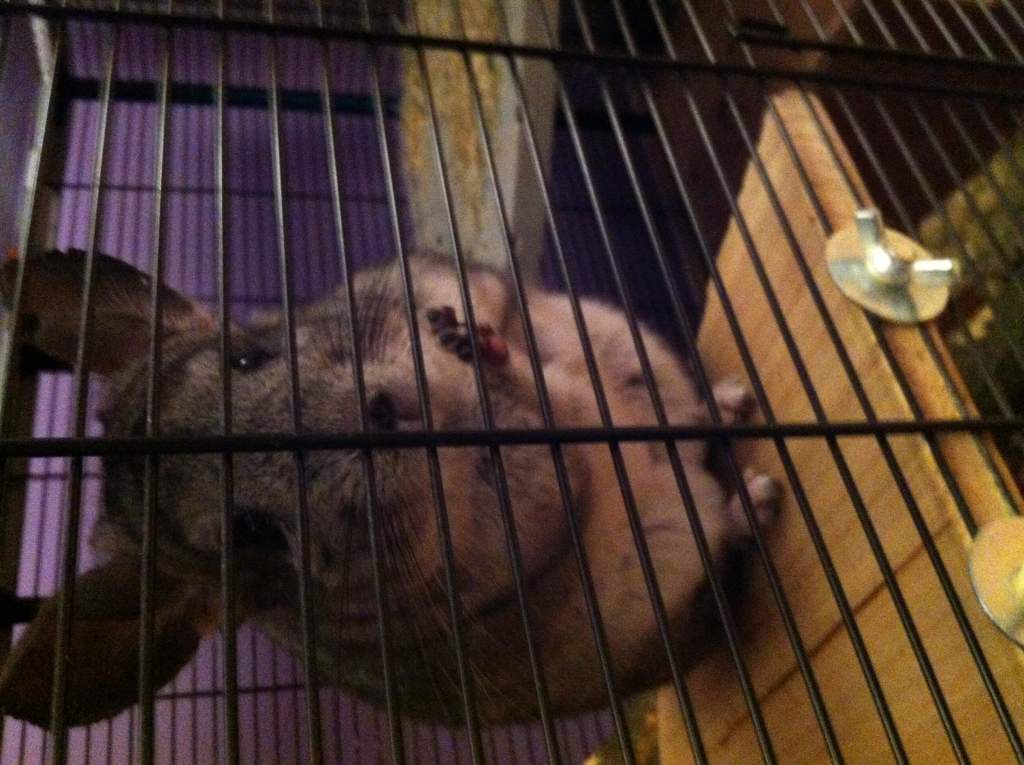 Pepsi - chinchilla