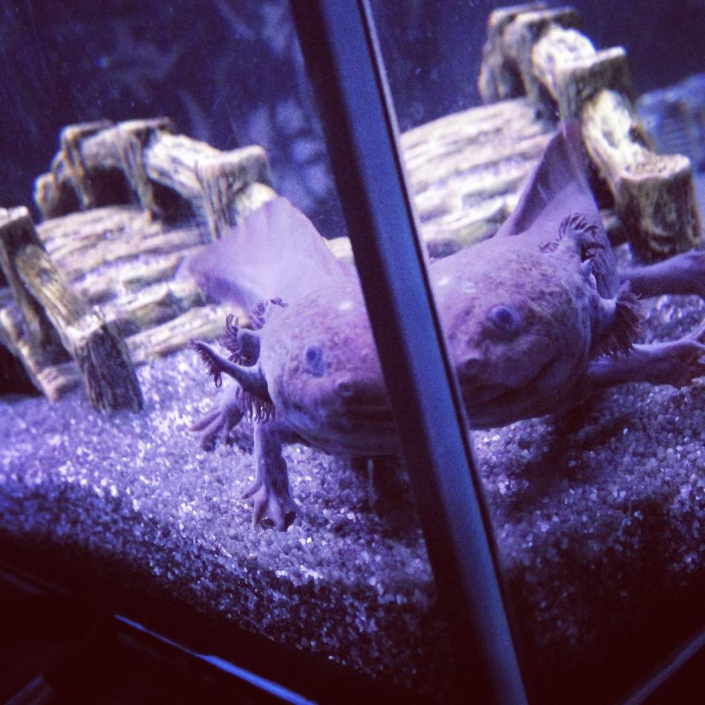 Percy peeping