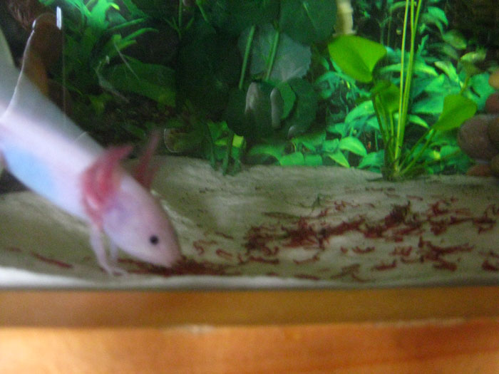 Personal Vacuum =)