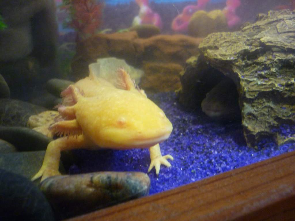 petrie