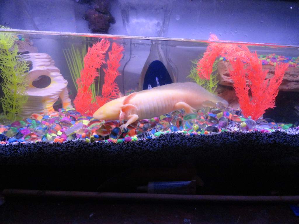 pets 110
