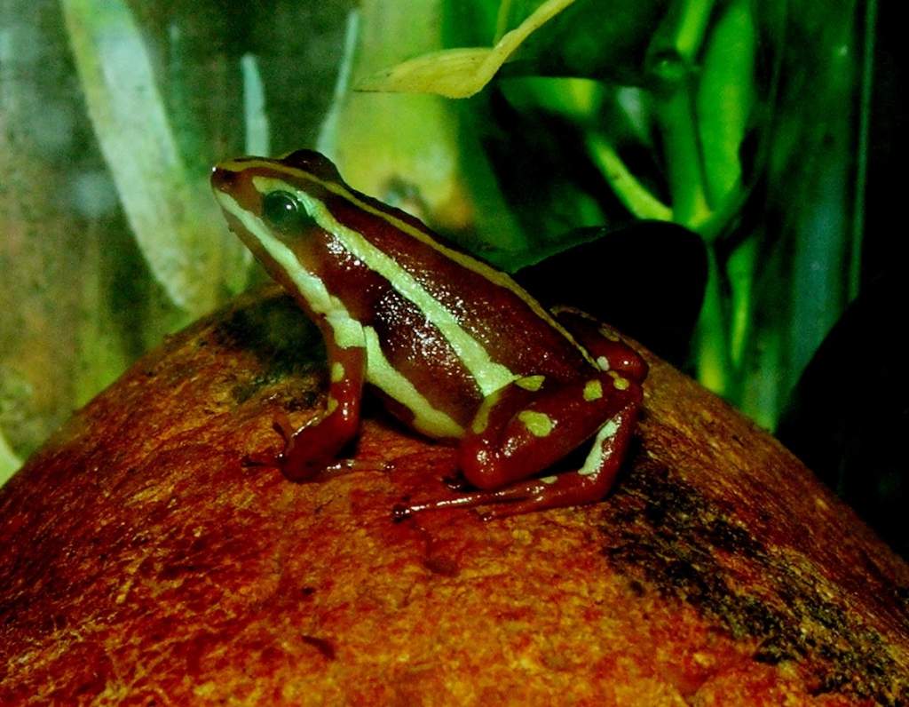 Phantasmal Poison Frog Male
Nomenclature: Epipdobates tricolor "Highland" Sub-population

© 2013 (These are my own photographs, please ask permission 