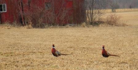 Pheasants

*in phony British accent*
"Hark! Bob, I do believe she's watching us!"
"Do tell, Chester! Act aloof!"