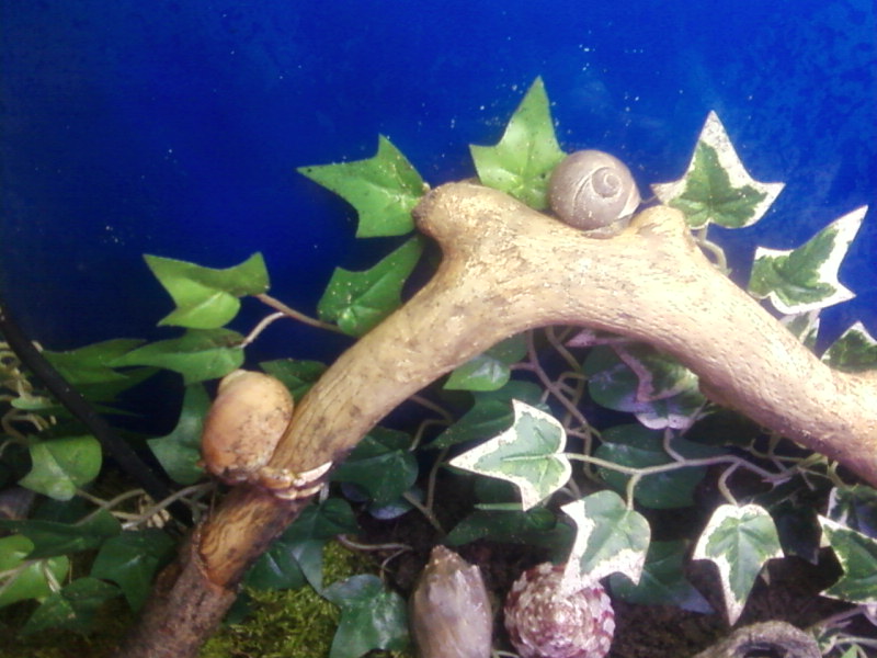 Photo 0092    Two of the 8 Land Hermit Crabs I keep. Meet Bert and Sponge Bob Shell pants.
