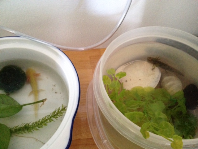 photo 3 (6)
