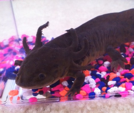 photo of Little Foot the day I got him  February 20, 2012