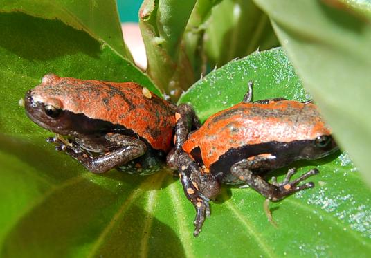 Phrynomantis microps