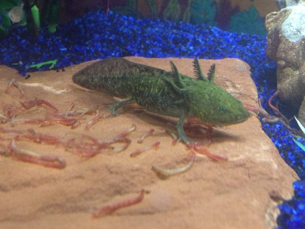 Picky eater here.
