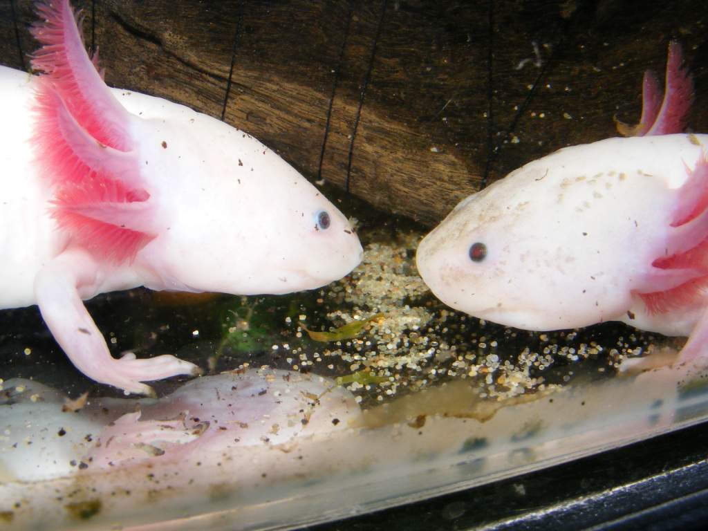 Picture one of a sequence of three (uploaded in the wrong order, grrr!)

This is Stumpy (left) and Maxi meeting nose to nose