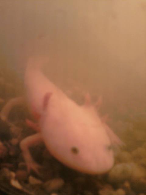Picture taken with my cellphone... I'm hoping to get my hands on a better camera soon.
