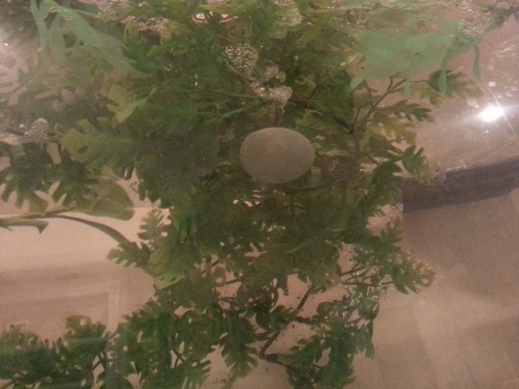 Pictures of golden and wild type eggs