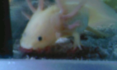 pigging out