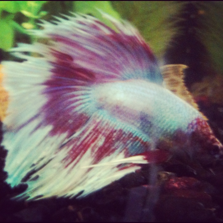 Pika the SuperDelta Male Betta
