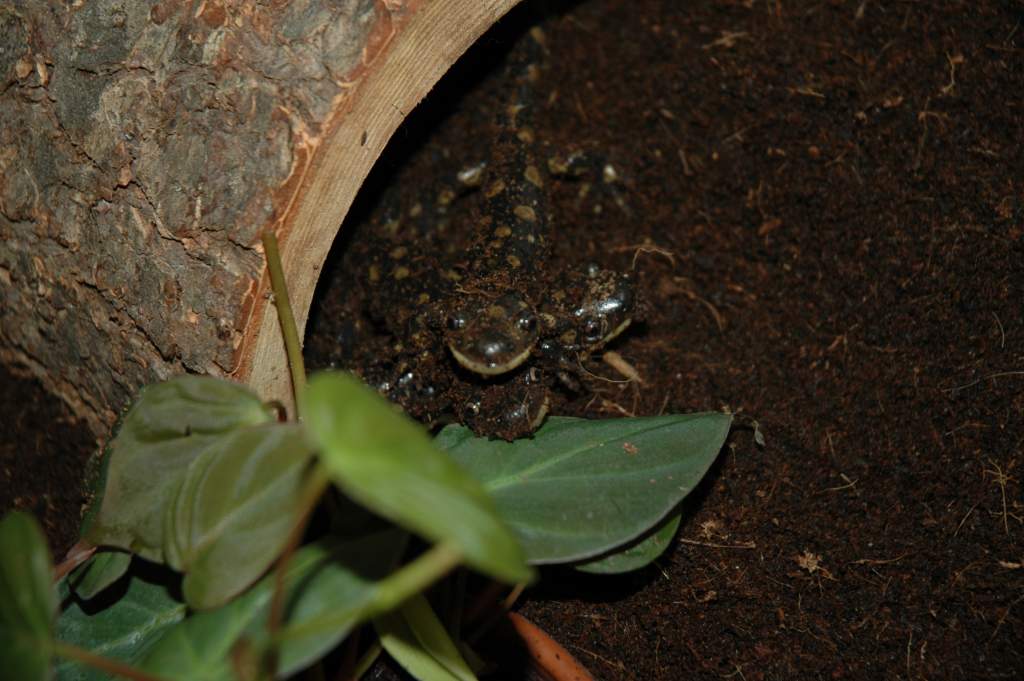 Pile of salamanders begging for worms.  From top to bottom is Ivan Denisovich, Porgy, and Bess.