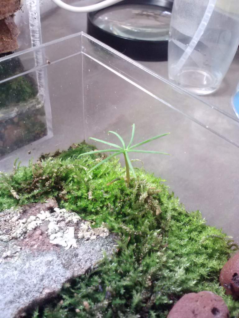 Pine seedling