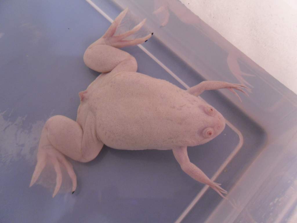 Pinkbert
Pinkbert was bought, along with another pink frog (who died of a nasty bout of bloat which I could not, for the life of me, cure) from a ques