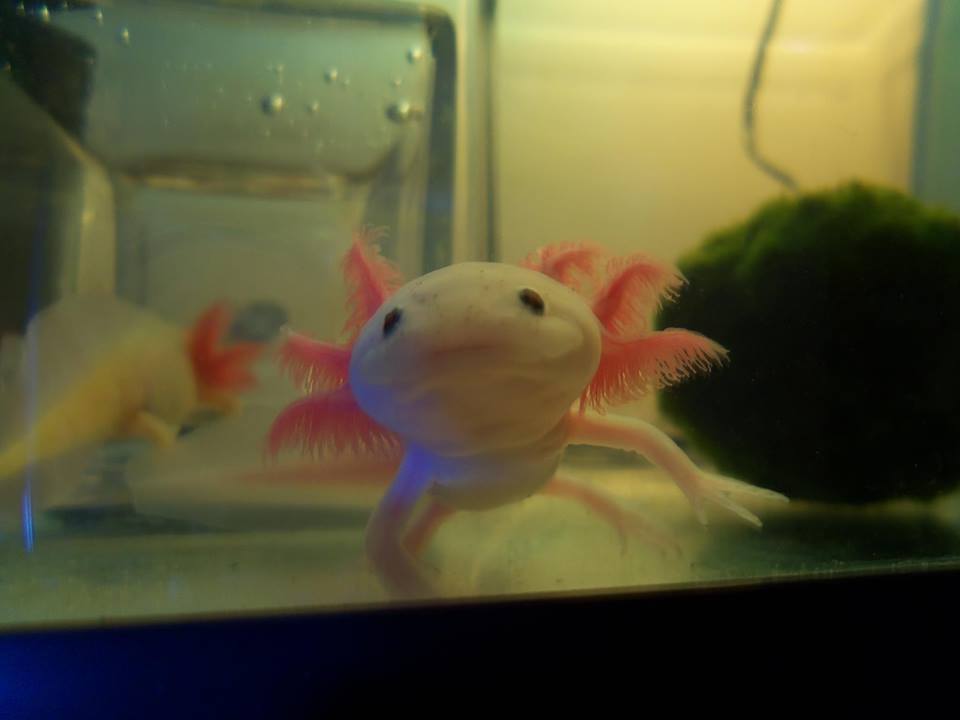 pinkie is by far not camera shy