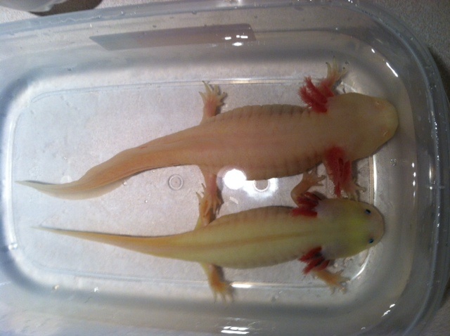 Pinky and jello mantrone.

Newest members of the family