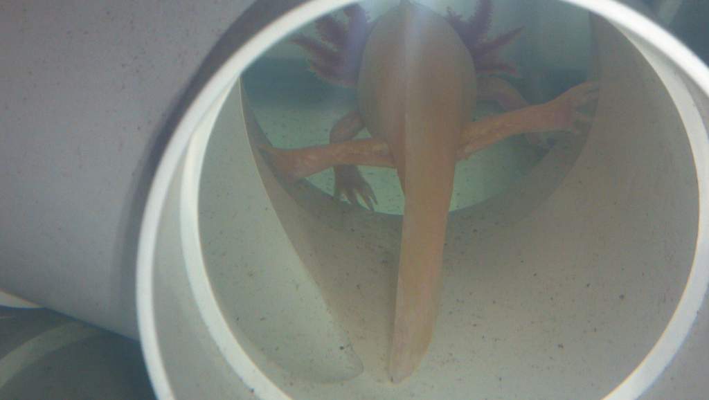 pinky doing the splits in his tunnel   :)