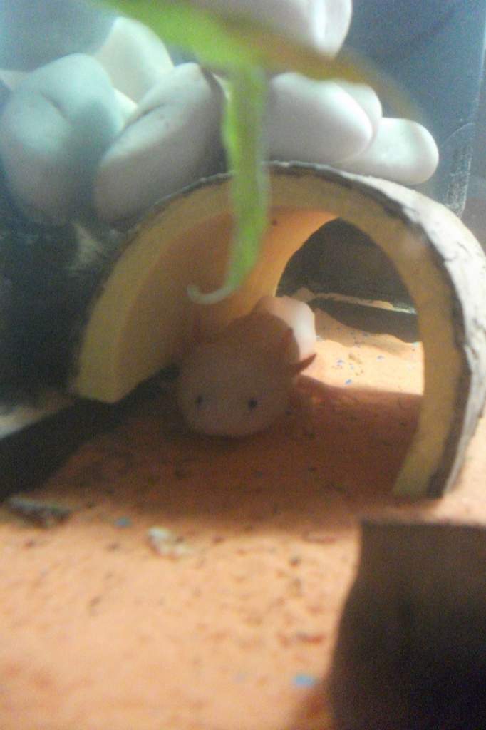 Pinky in the hide