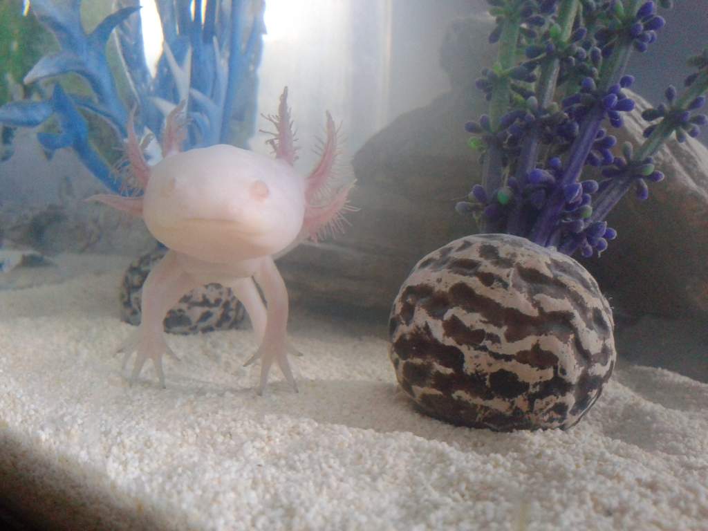 Pinky June 2013