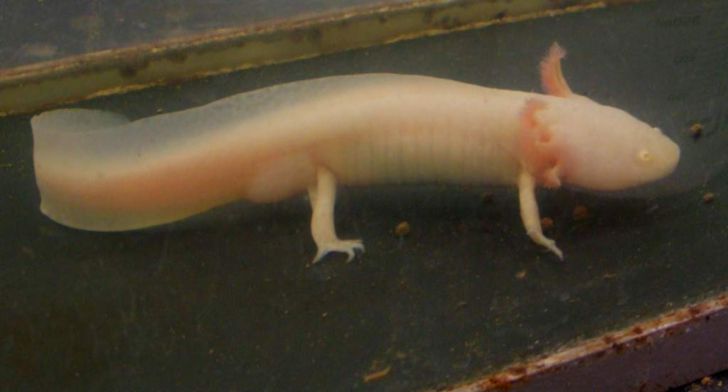 Pinky, our albino male axolotl.  He is a big boy, 8 1/2 inches long!