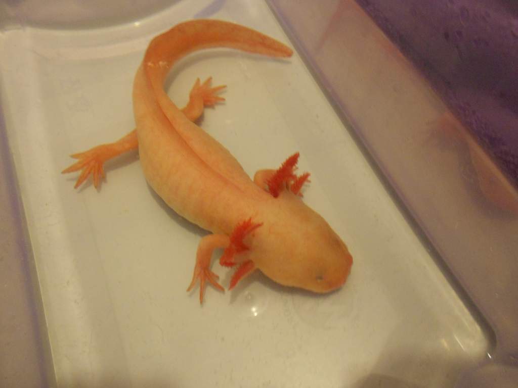 Pinky - Poorly