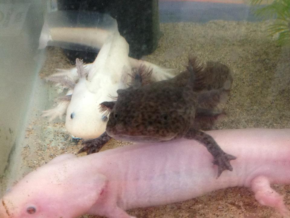 Pinky, Romeo and Annie