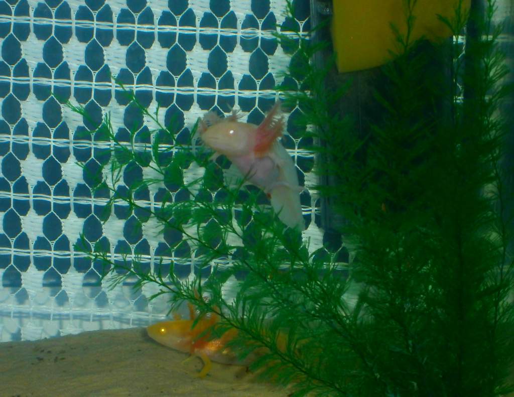 Pinky smiling <3
