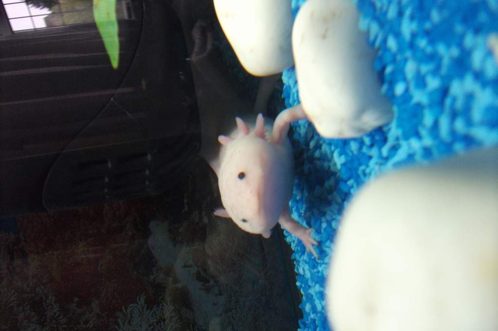 pinky