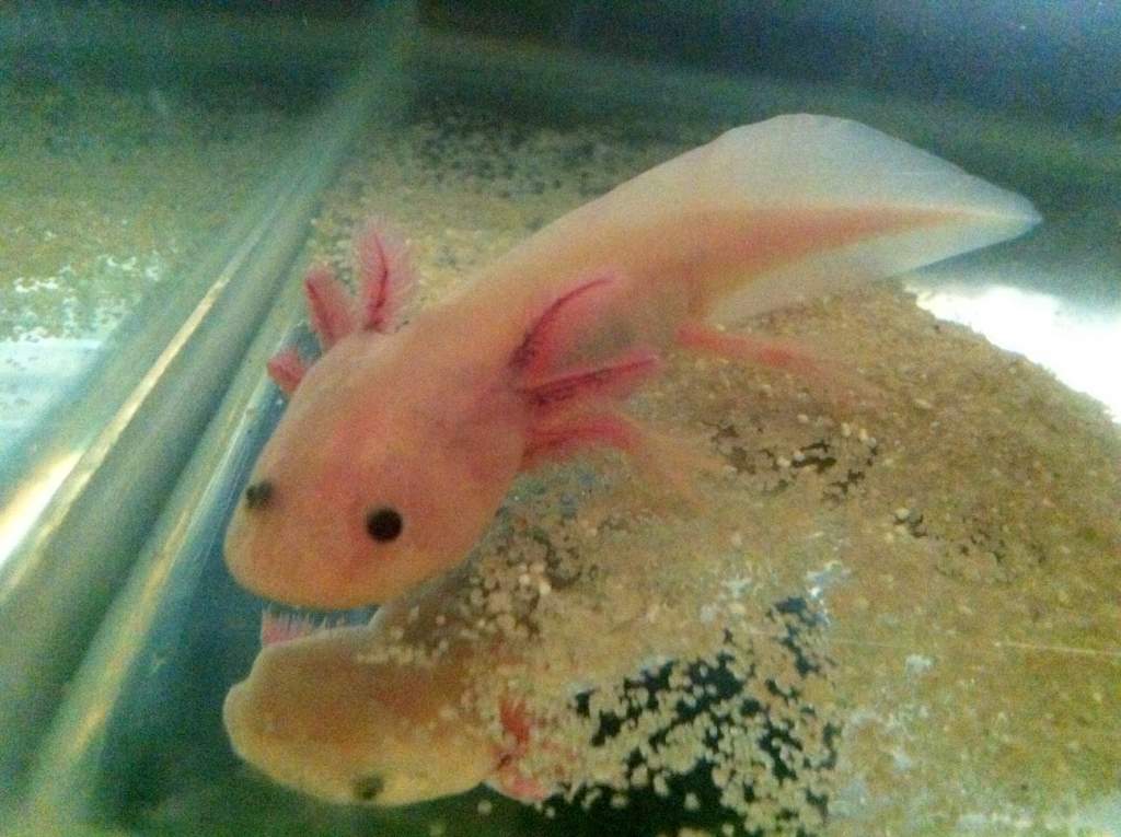 Pinky