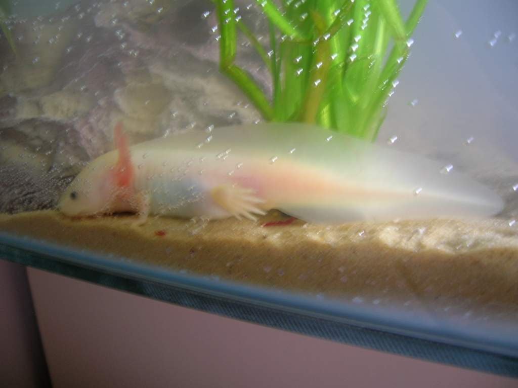 Pinky