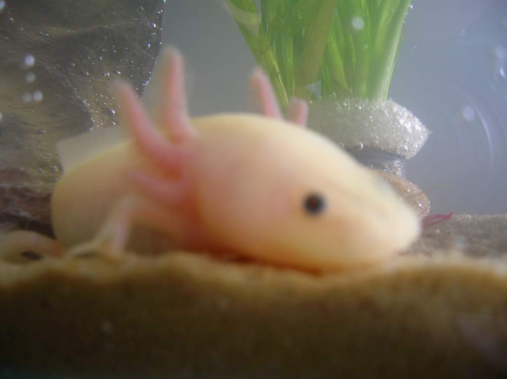 Pinky