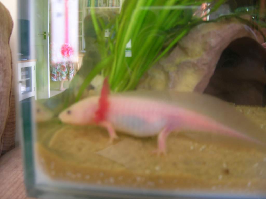 Pinky