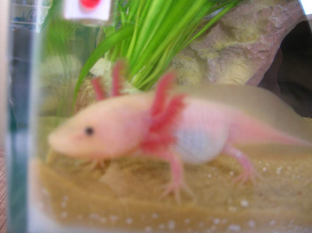 Pinky