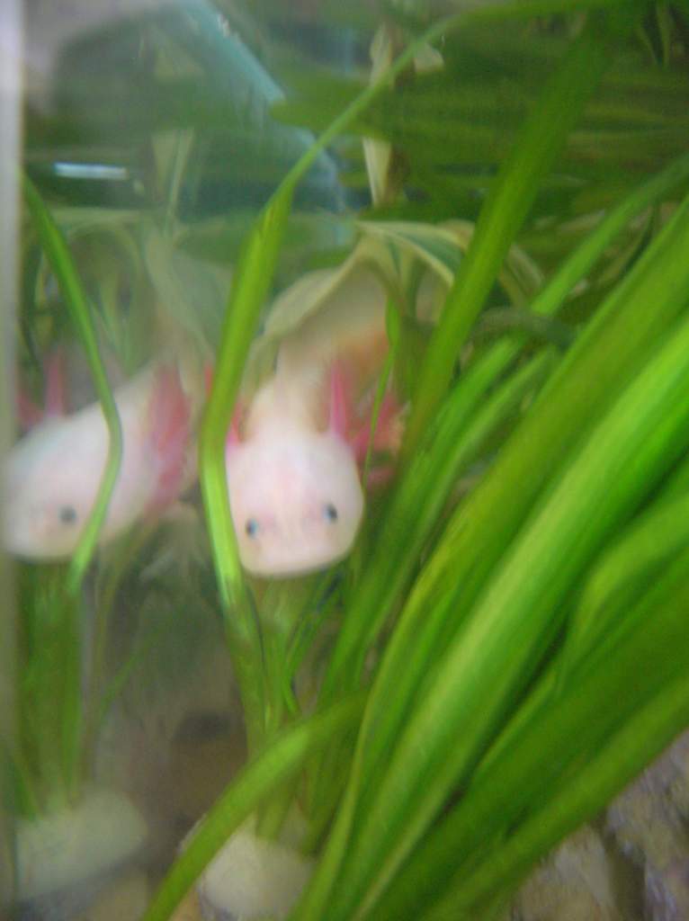 Pinky :)