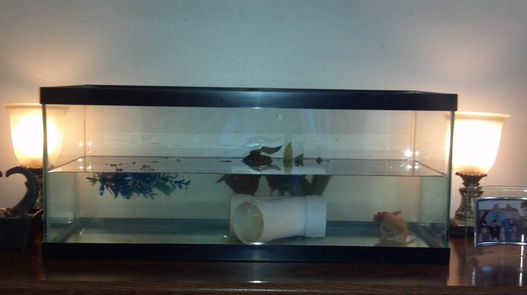 Pinky's home, want to add more plants, but it seems that it would only be for looks.  He does not really hide in the ones he has, rarely sits in them 