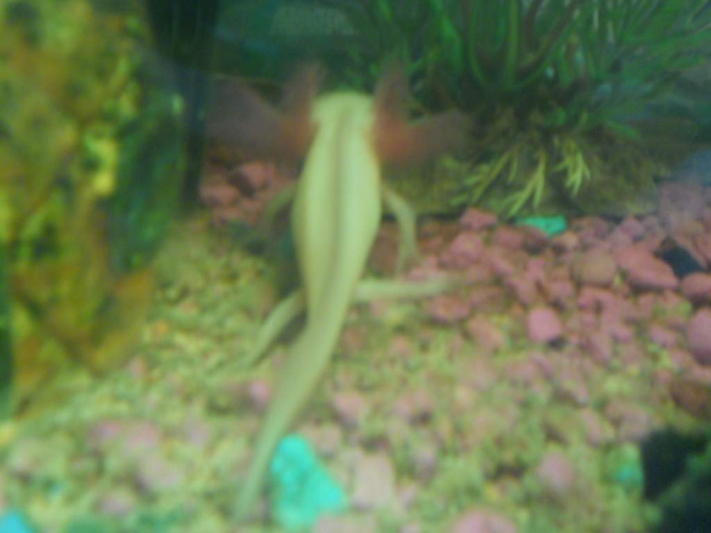 Pixie throwing his little leg out, looks like alittle dance
