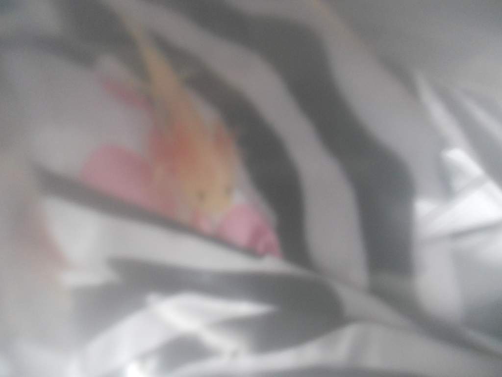 pixie when i first got him, still in the bag waiting for the water temperature to regulate