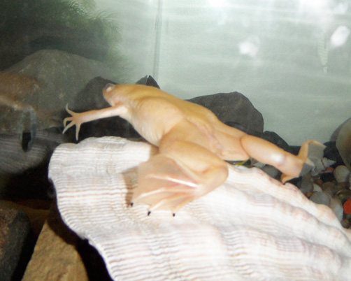 Pizza The Hut... what a cutie!