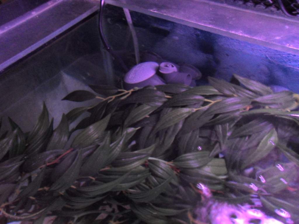 Plant in front of filter outlet