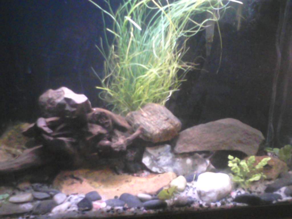 planted some wild onions in Grich's tank, re-soaked the Malaysian drift wood of it's tannins, and vacuumed the sand of excess waste/debris.