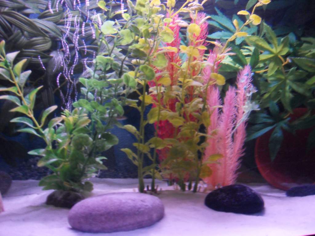 plastic plants